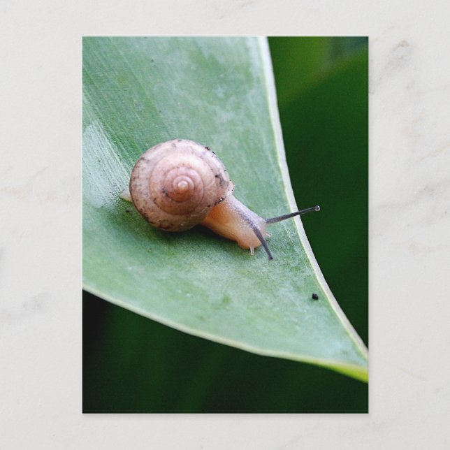 Carte Postale Snail du jardin Brown (Devant)