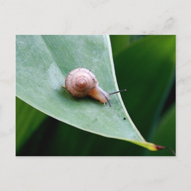 Carte Postale Snail du jardin Brown (Devant)