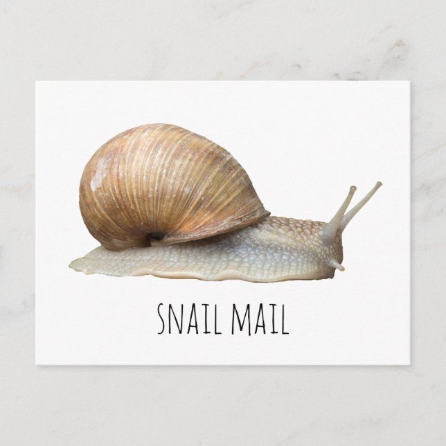 Carte Postale snail mail (Devant)