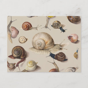 Carte Postale Snail Slug Garden Pet Gastropod