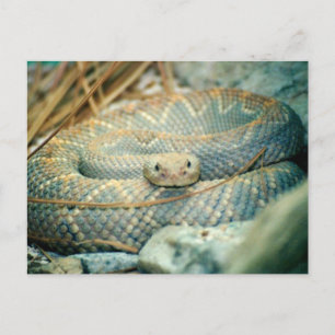 Carte postale Snake