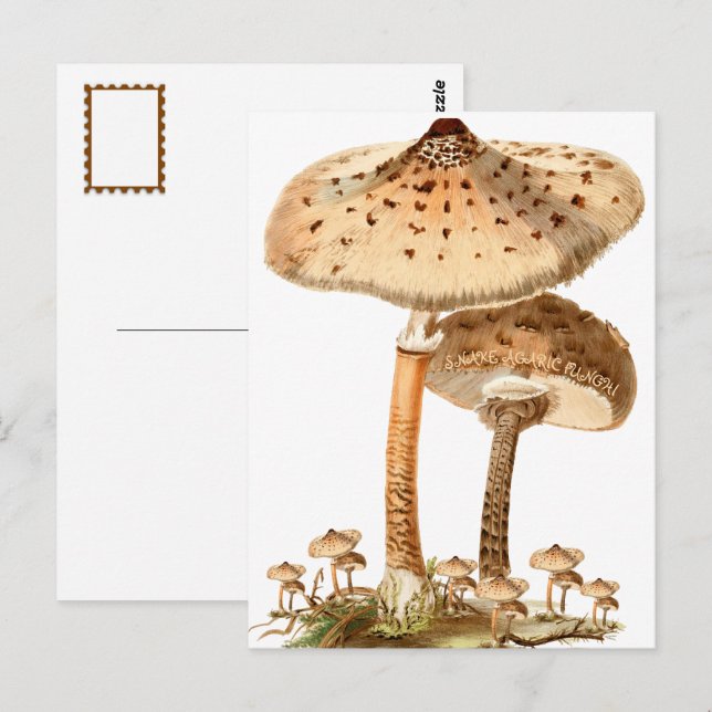Carte Postale Snake Agaric Funghi Script Vintage | (Devant / Derrière)