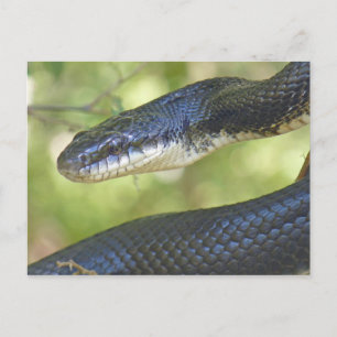 Carte postale Snake Rat Noir.