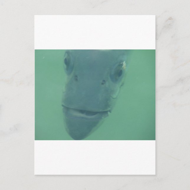 Carte Postale Snook (Devant)