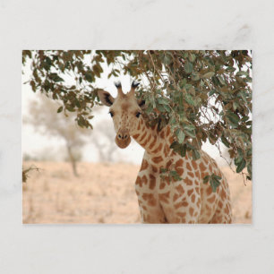 Carte Postale Snoopy Girafe