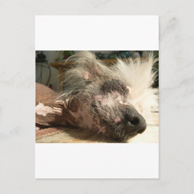 Carte Postale snooser (Devant)