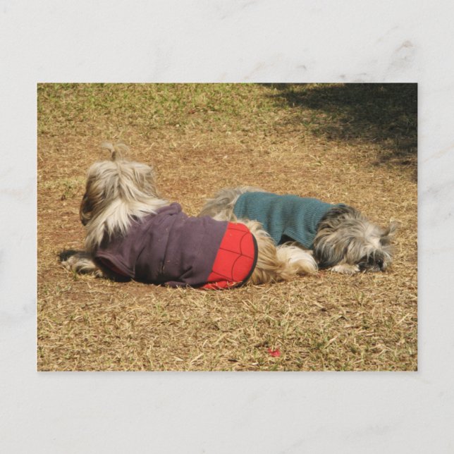 Carte Postale Snoozing à Nong Khai (Devant)