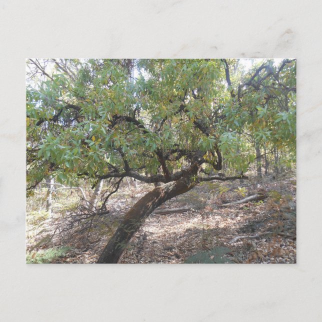 Carte Postale Snottygobale Vieux Hag Bush Arbre (Devant)