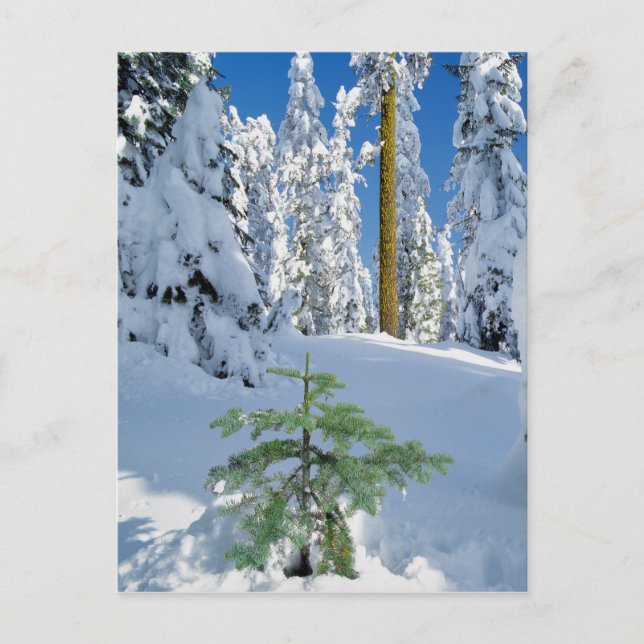 Carte Postale Snow Covered Forest in Oregon (Devant)