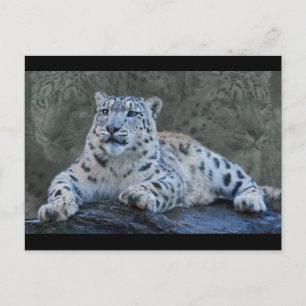 Carte postale Snow Leopard Dreams