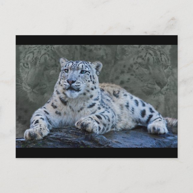 Carte postale Snow Leopard Dreams (Devant)