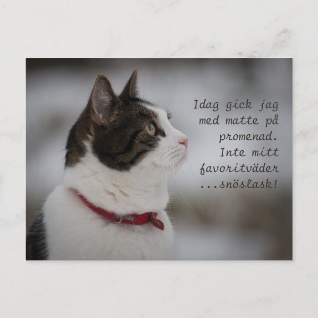 Carte Postale Snow Slush CC0381 Cat Thoughts (Devant)