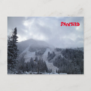 Carte Postale Snowbird