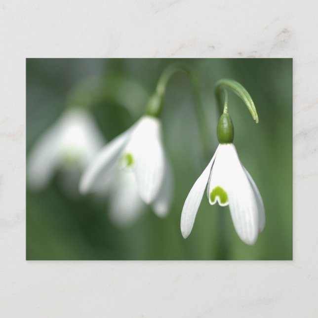 Carte Postale snowdrop, de la collection de cadeaux de fleurs (Devant)