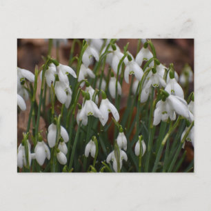 Carte Postale Snowdrops