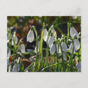 Carte Postale Snowdrops