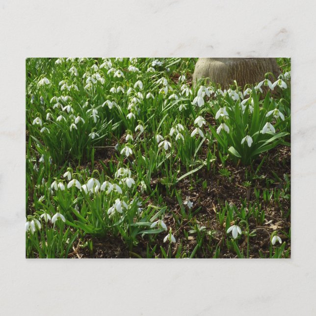Carte Postale Snowdrops (Devant)