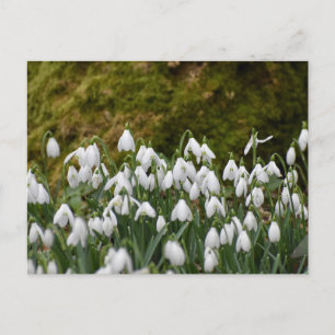 Carte Postale Snowdrops