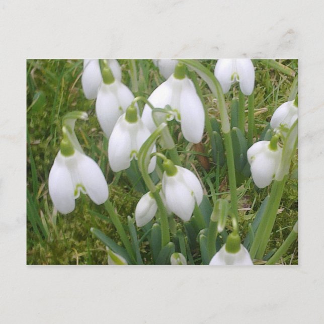 Carte postale Snowdrops (Devant)