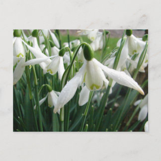 Carte Postale Snowdrops