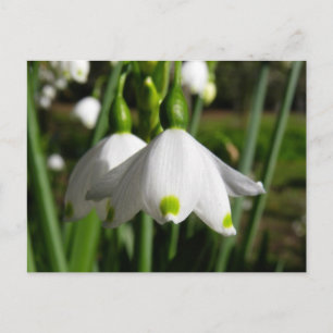 Carte Postale Snowdrops de printemps