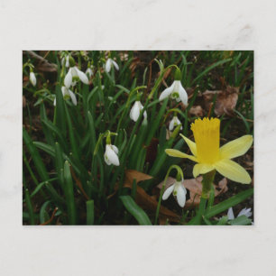 Carte Postale Snowdrops et Daffodil Spring Floral