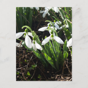 Carte Postale Snowdrops Fleurs de printemps