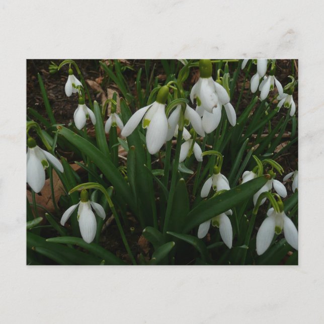 Carte Postale Snowdrops I (Devant)