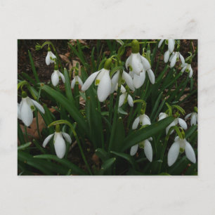 Carte Postale Snowdrops I