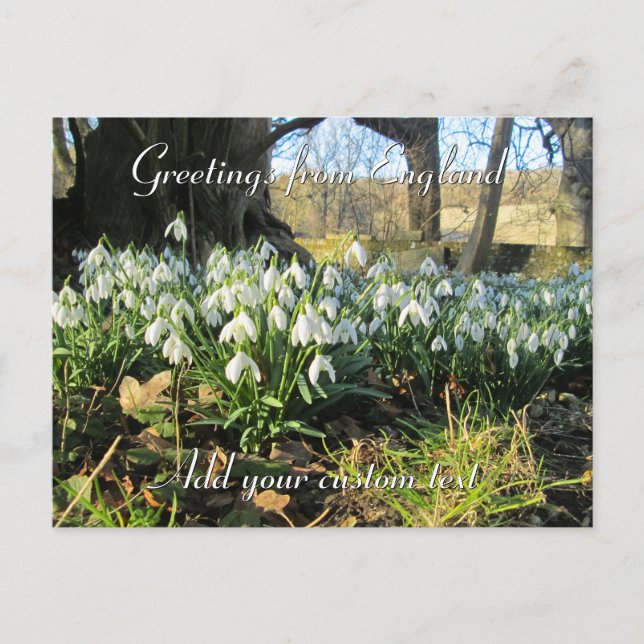 Carte Postale Snowdrops Under a Yew Tree - Personnalisé (Devant)