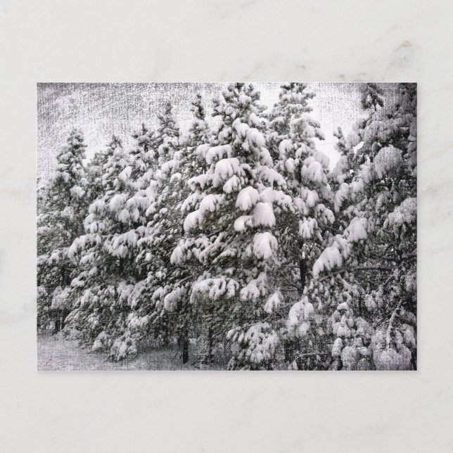 Carte Postale Snowscape noir et blanc, Conifer, CO (Devant)
