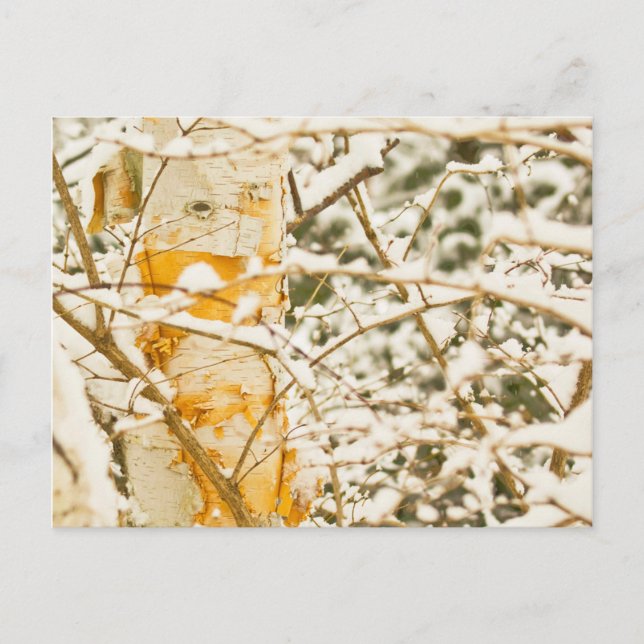 Carte Postale Snowy Birch (Devant)