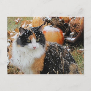 Carte Postale Snowy Cat pense que l'hiver arrive