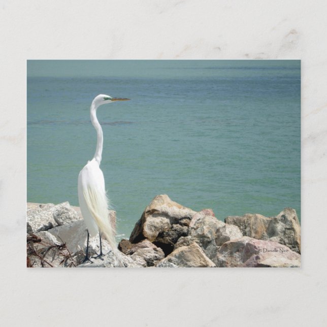 Carte postale Snowy Egret (Devant)
