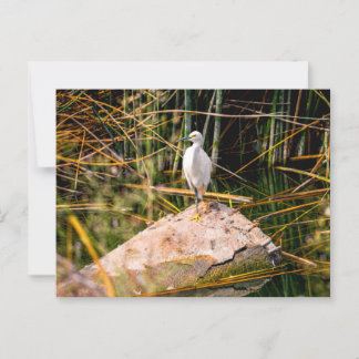 Carte postale Snowy Egret