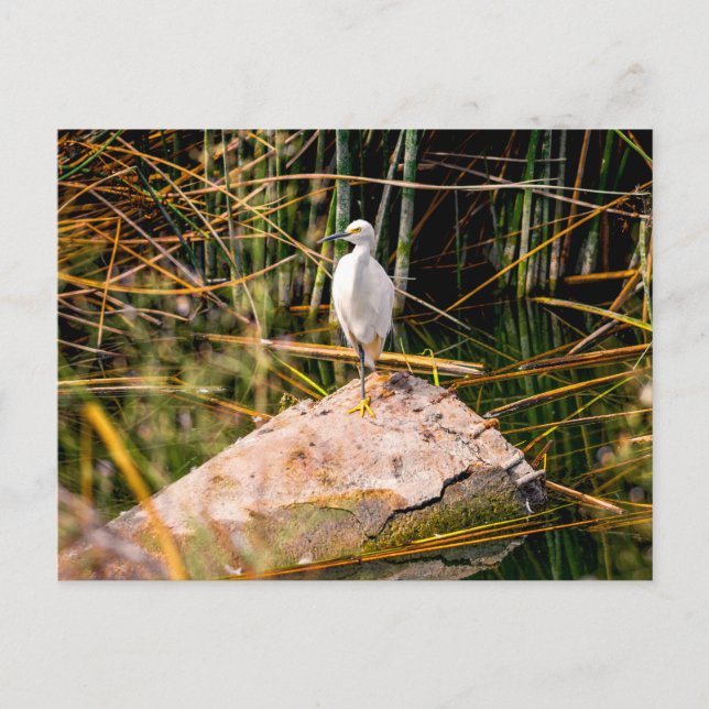 Carte postale Snowy Egret (Devant)