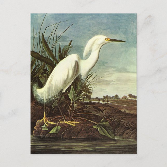 Carte Postale Snowy Egret, John James Audubon (Devant)