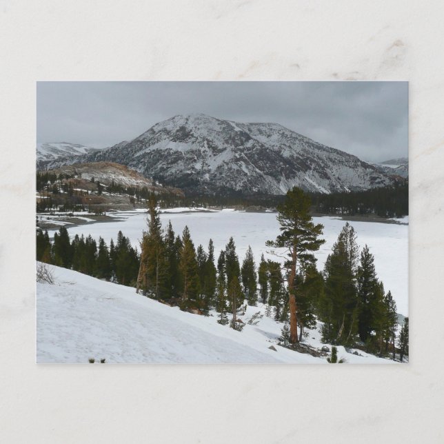 Carte Postale Snowy Ellery Lake California Paysage hivernal (Devant)