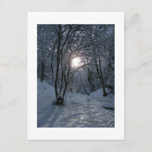 Carte Postale Snowy Forest Trail