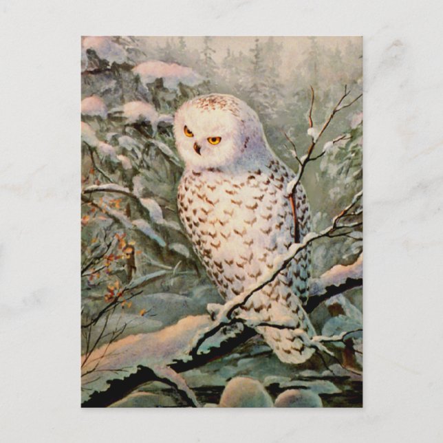 Carte Postale SNOWY OWL by SHARON SHARPE (Devant)