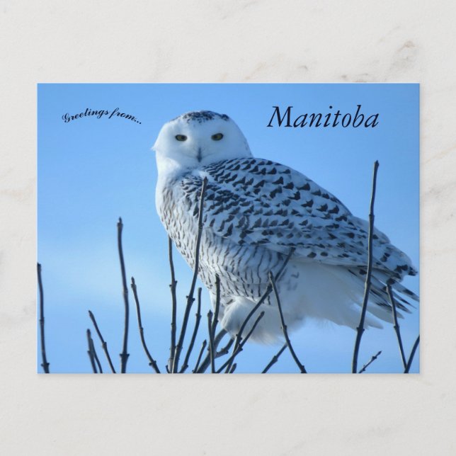 Carte Postale Snowy Owl in Manitoba Canada (Devant)