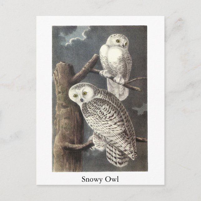 Carte Postale Snowy Owl, John Audubon (Devant)