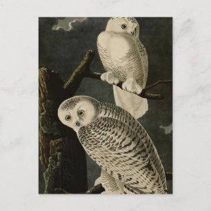 Carte Postale Snowy Owl, John James Audubon's Birds of America