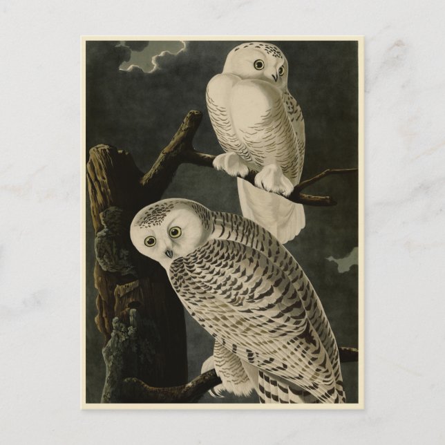 Carte Postale Snowy Owl, John James Audubon's Birds of America (Devant)