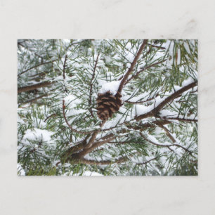 Carte Postale Snowy Pine Cône II hiver Photographie de la nature