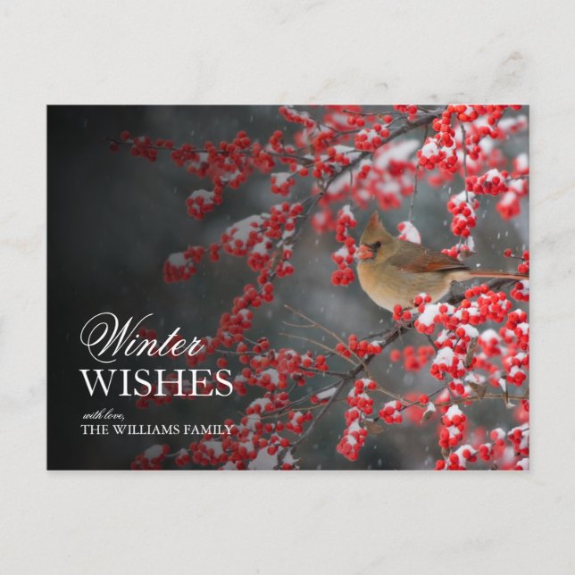 Carte Postale Snowy Scene avec Cardinal et Winterberry (Devant)
