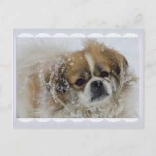 Carte postale Snowy Tibétain Spaniel CC0136