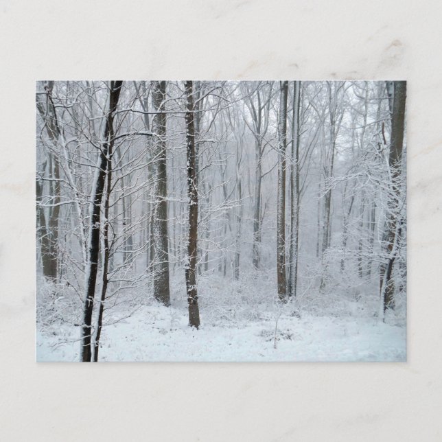 Carte Postale Snowy White Poplar Forest (Devant)