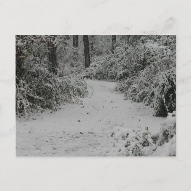Carte Postale Snowy Woods (Devant)