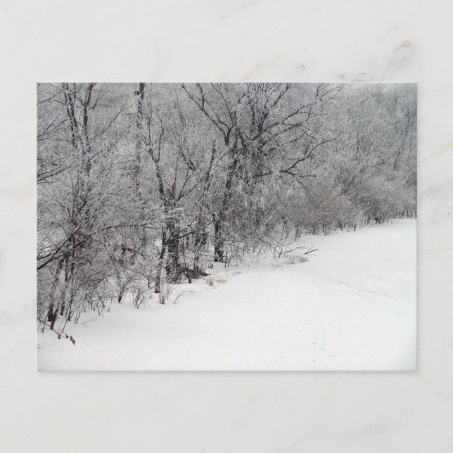 Carte postale Snowy Woods (Devant)